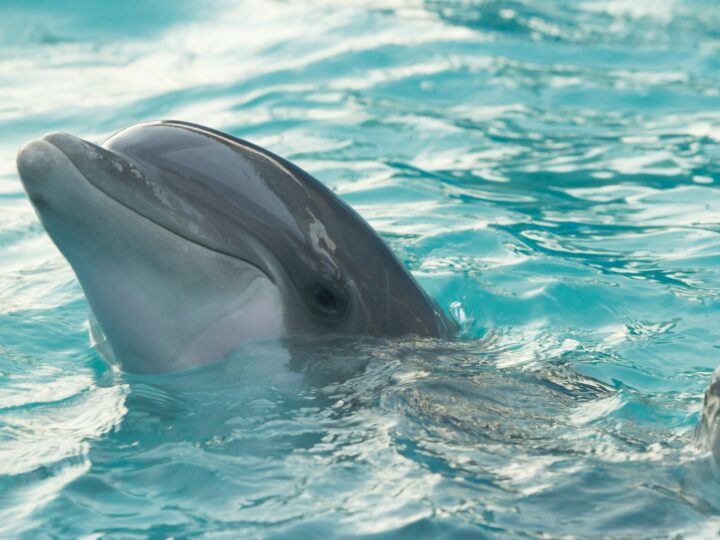 Delfiny w Bałtyku to nie żart. Zaobserwowano je 1,5 km od brzegu!