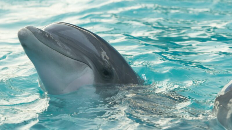 Delfiny w Bałtyku to nie żart. Zaobserwowano je 1,5 km od brzegu!