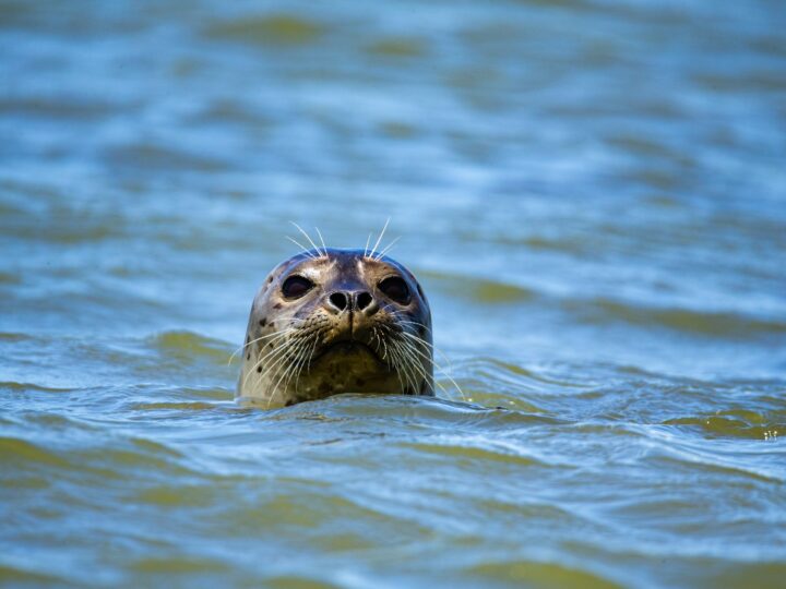 Kolejna martwa foka na Bałtyckiej plaży. Jak mówią naukowcy, to nic niepokojącego!