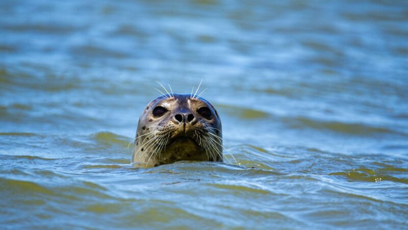 Kolejna martwa foka na Bałtyckiej plaży. Jak mówią naukowcy, to nic niepokojącego!